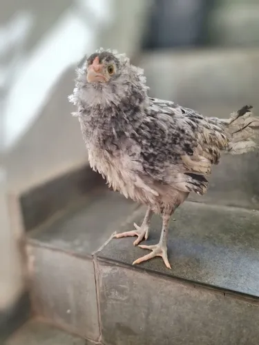 Galo Ameraucana - Ovo Azul