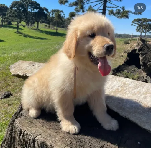 Golden Retriever filhotes