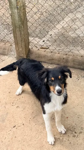 Border collie com 4 meses
