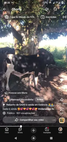 Gado à venda ?
