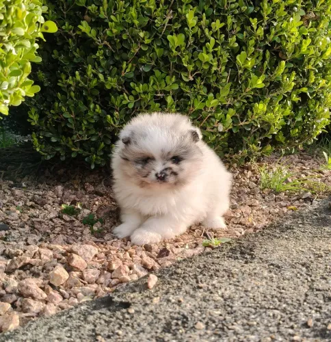 Spitz machinho BLUE merle