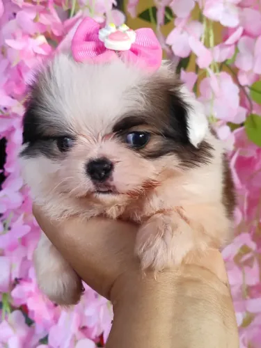 Shih Tzu Pronto para Conquistar Seu Coração