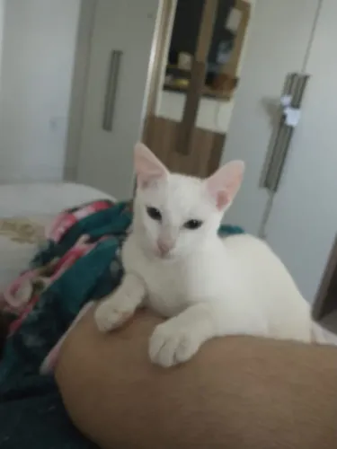 Doação de gatinhos