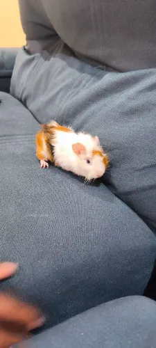 Porquinho da índia 