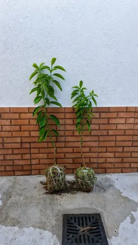 Mudas enxertadas de laranja prontas para plantar