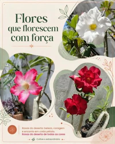 Rosas do deserto diversas cores