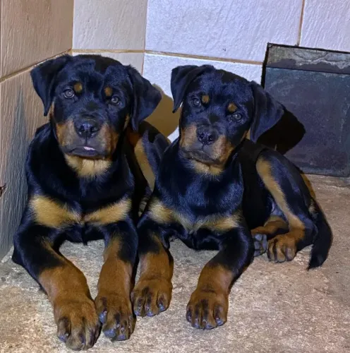 Rottweiler o melhor amigo