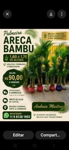Palmeira Areca Bambu 1.60 de altura