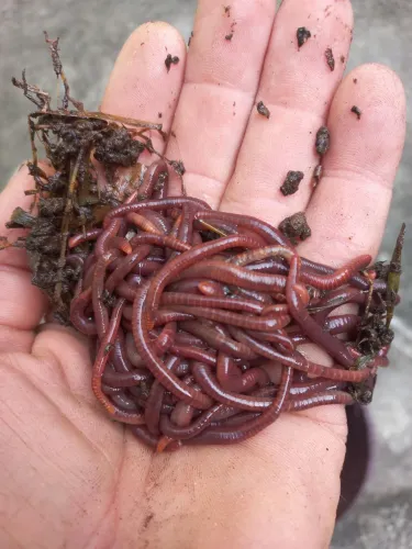 50 matrizes de minhocas californianas para pesca ou compostagem.