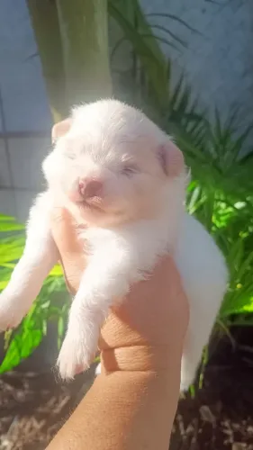Lulu da Pomerânia 