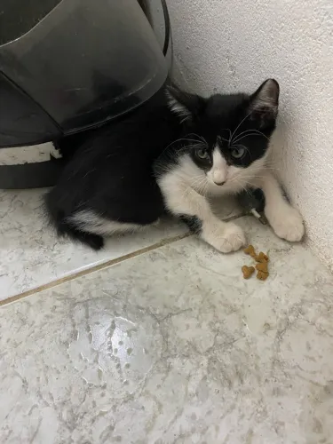 Gatinho frajola para adoção