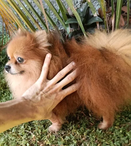 Spitz alemão anão micro 2000