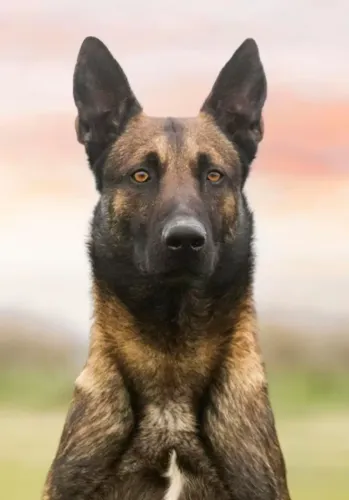 Vendo 1 cão Pastor belga malinois macho com 2 anos 