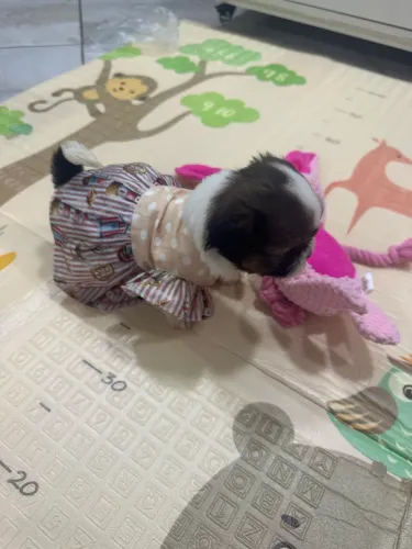 Shih tzu mini bibelô