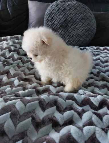 Lulu da Pomerânia - Beleza em cada patinha