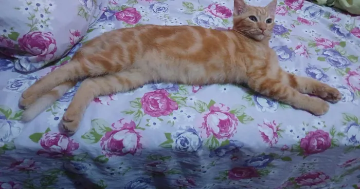 Doação de um gatinho em Itapuã Salvador 