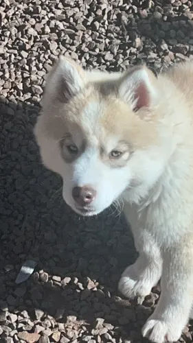 Filhote de cachorro husky seberiano