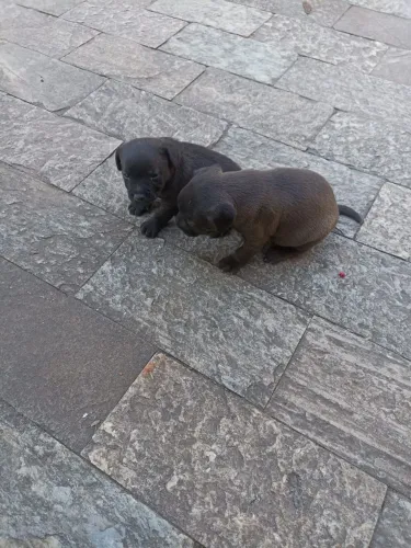 2 Filhotes macho de patterdale terrier