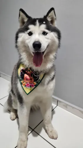 Procuro husky siberiano pra crusar