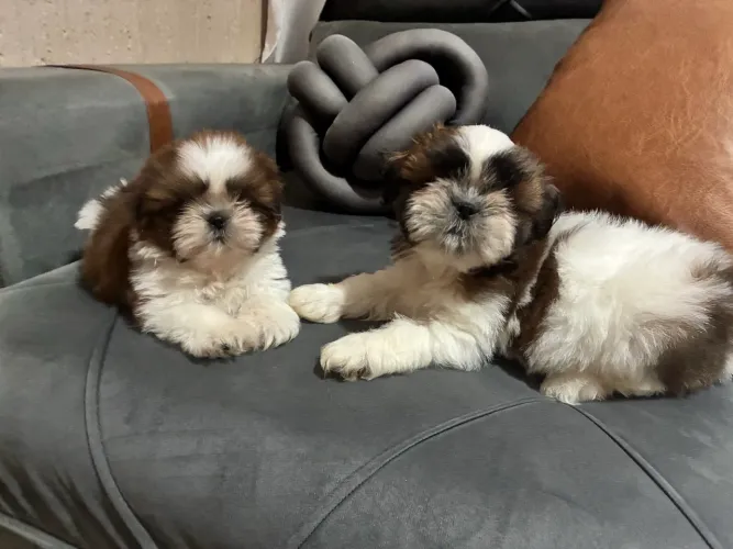 Filhotes de shih tzu