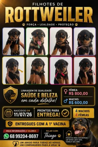 Filhotes de Rottweiler