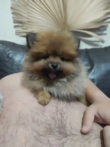 Spitz alemão