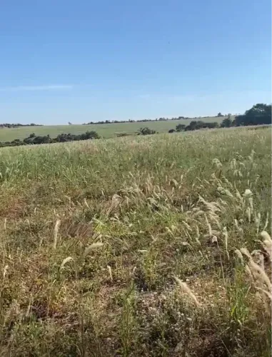 Fazenda sentido Leopoldo Bulhões na GO330