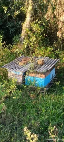 Vende-se mais colméias de abelhas