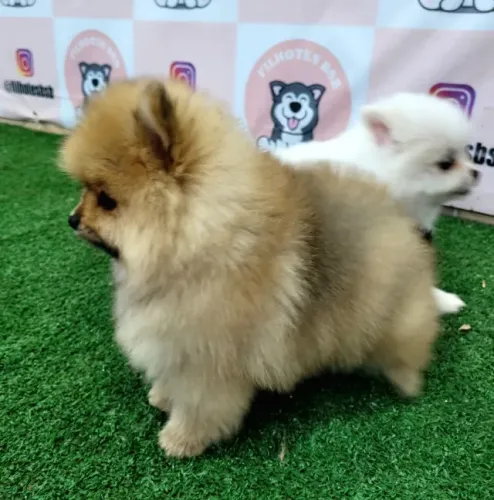 Lulu da Pomerânia - Spitz Alemão - Filhotes Disponíveis