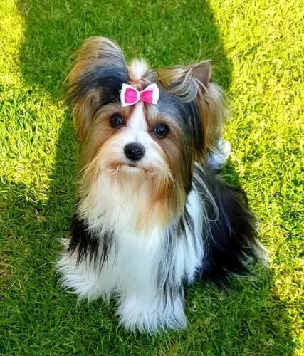 Biewer Terrier Fêmea Tricolor Uma Verdadeira Companhia para a Vida Toda