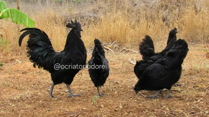 Ovos Galados de Ayan Cemani 