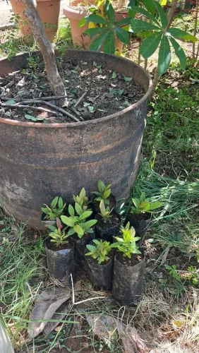 Mudas de gabiroba do cerrado