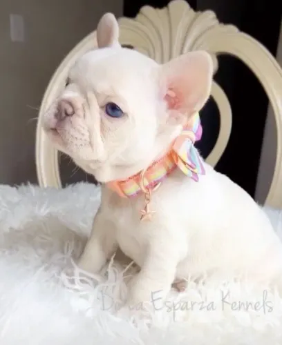 Bulldog Francês: Elegância e Carinho