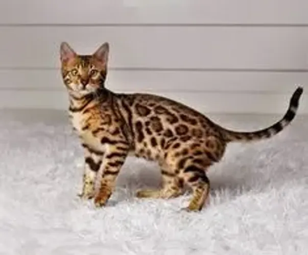 Bengal- machos e femeas