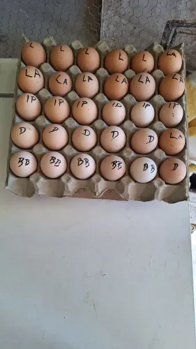 Ovos galados de galinha raça brahma