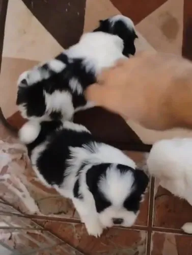 Shih tzu amorosos