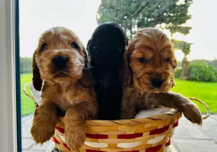 Cocker Spaniel caramelo super meigo