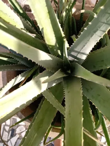 Aloe Vera (Babosa) - Muda saudável e exuberante!