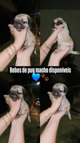 Lindos machinhos de pug a pronta entrega
