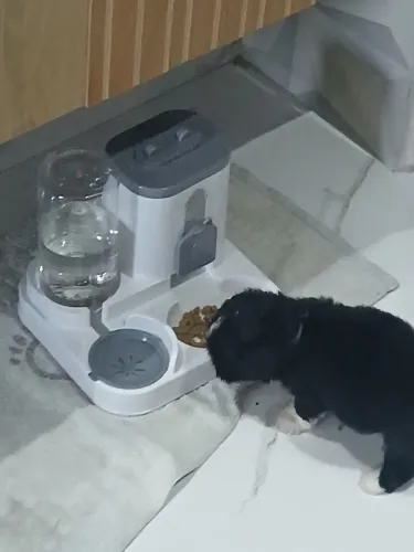 Vendo uma filhote de shitizu com maltês 