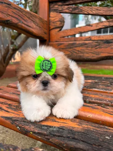 Shihtzu machos e fêmeas