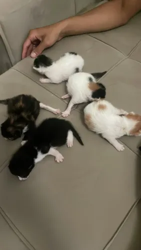 Adoção gato novinho