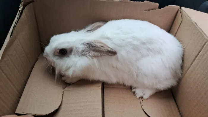Vendo um coelho fêmea adulta