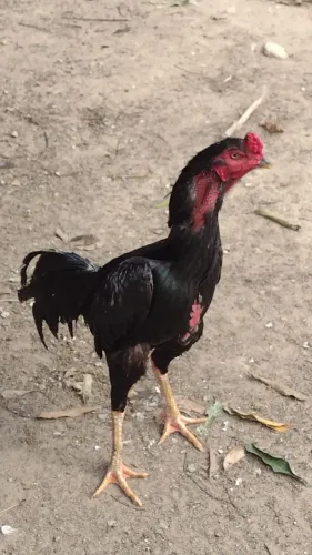 Vendo galos e galinhas