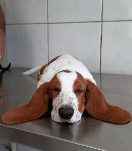 Filhotes de Basset Hound com pedigree