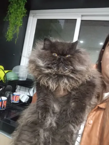 Gato persa macho 11 meses