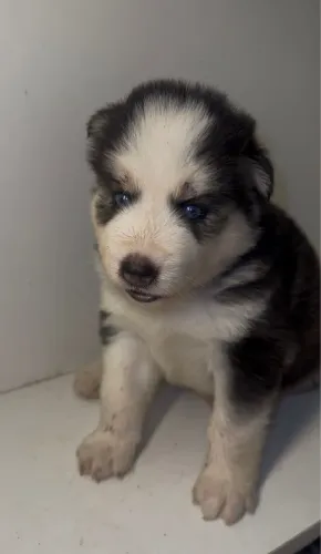 Filhotes de Husky Siberiano 