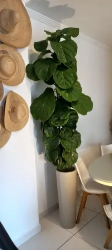 Planta ficus Lyrata 