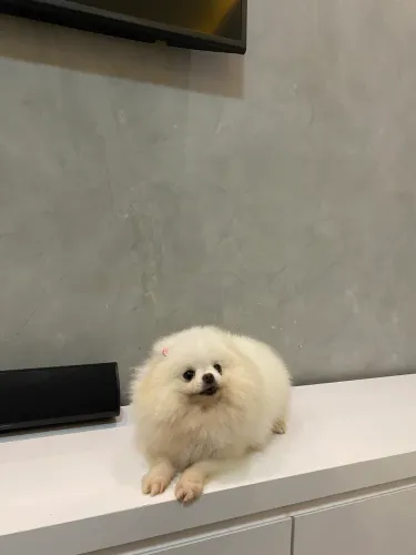 Lulu da pomerania (fêmea )