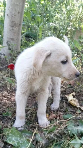Filhotes de Labrador | Puro amor.